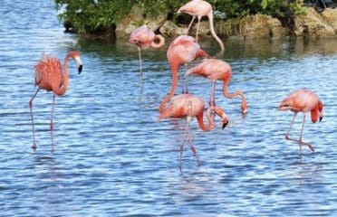 Flamingo’s